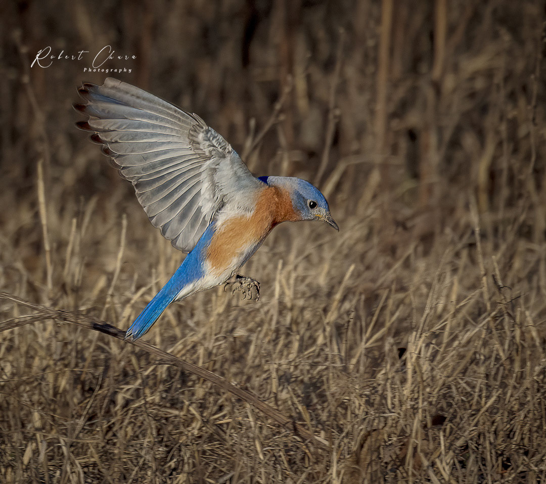 Eastern  Bluebird Attack