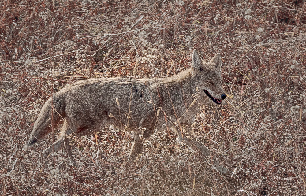 Laughing Coyote