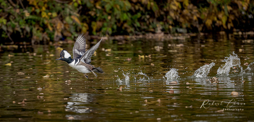 Hooded Menganser Take Off