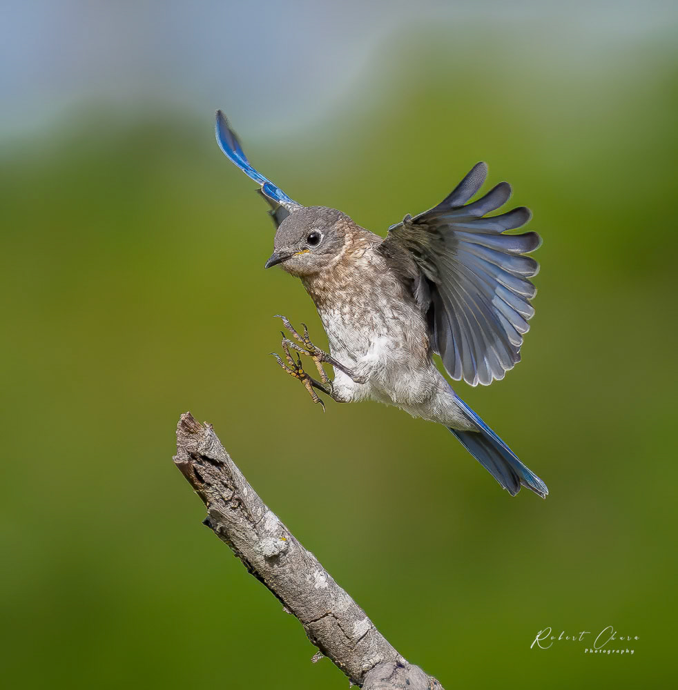 Bluebird Final Approach