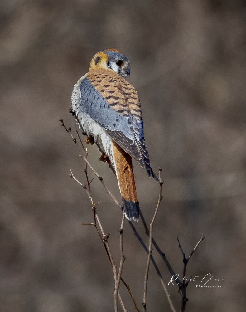 American Kestrel Glance