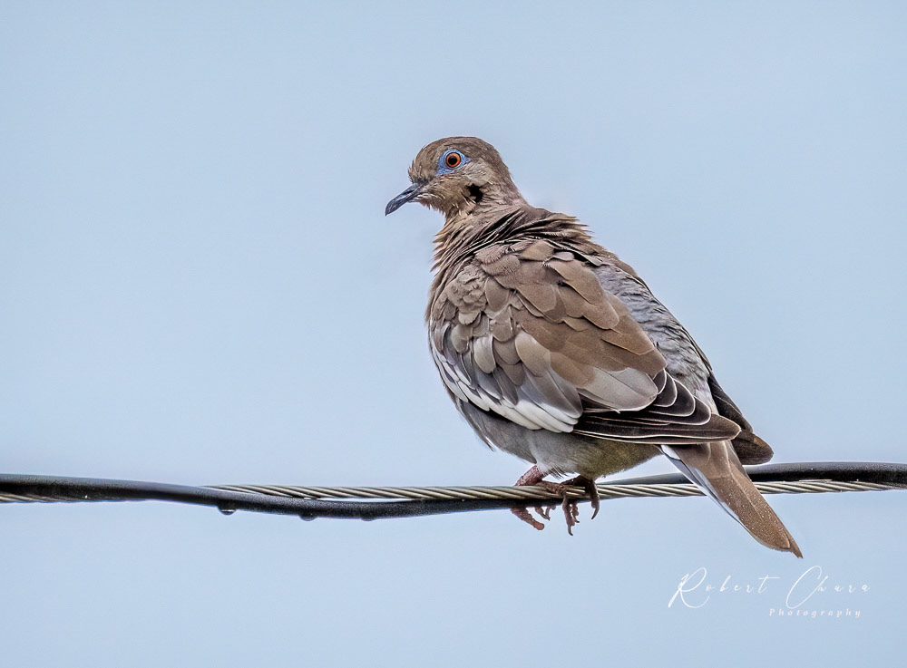 Dove on a Wire