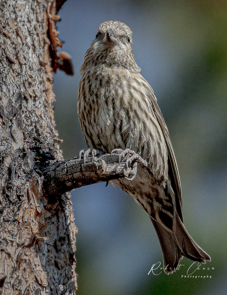 Female Crossbill