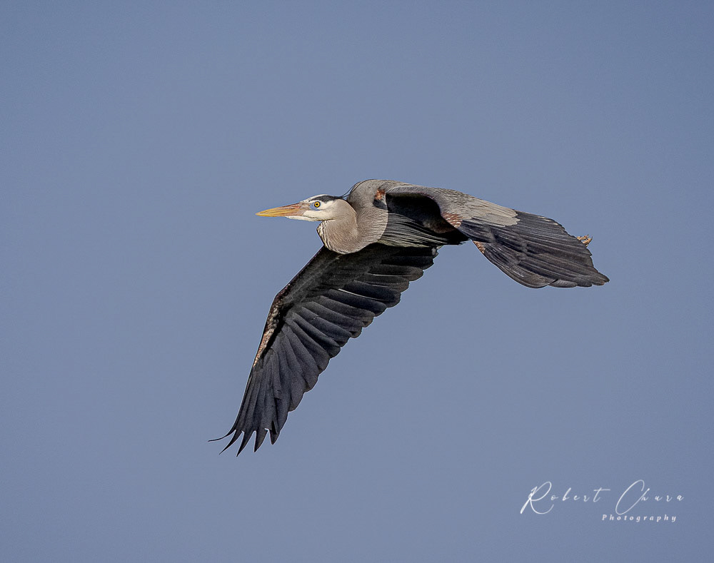 Blue Heron Flight