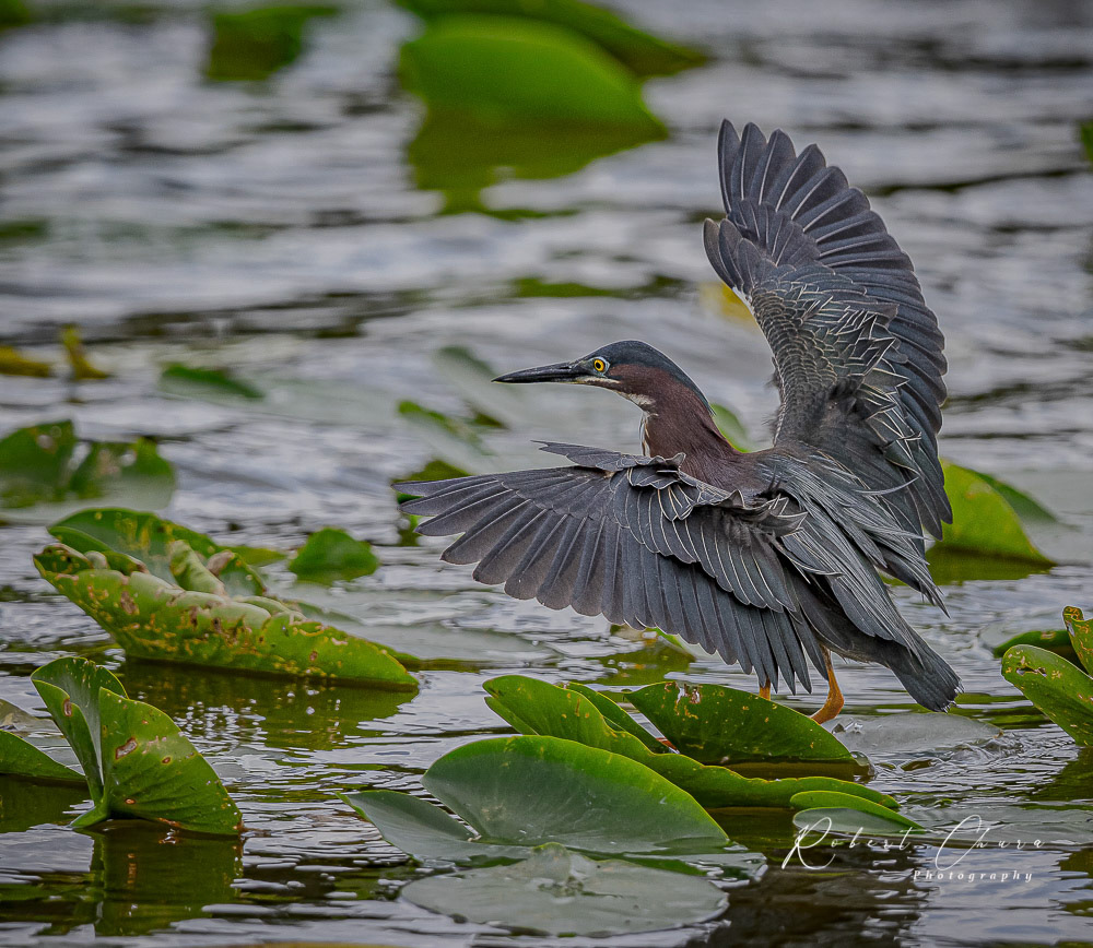 Green Heron Flight