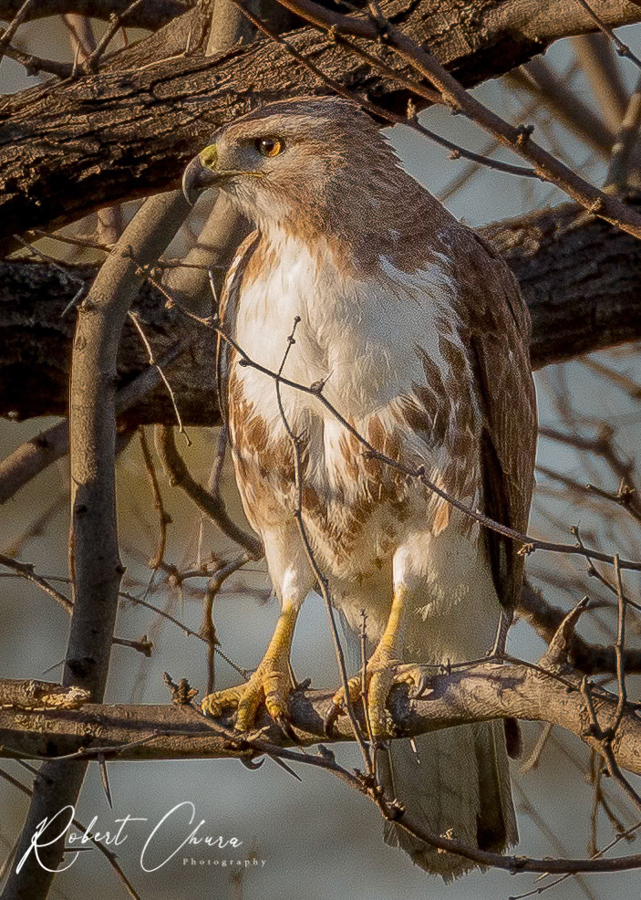 Trailhead Hawk
