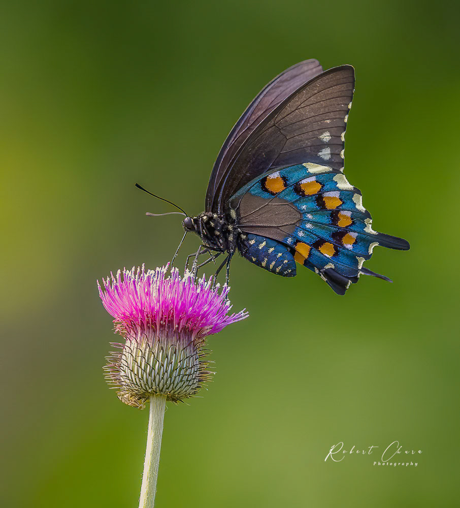 Swallowtail Butterfly
