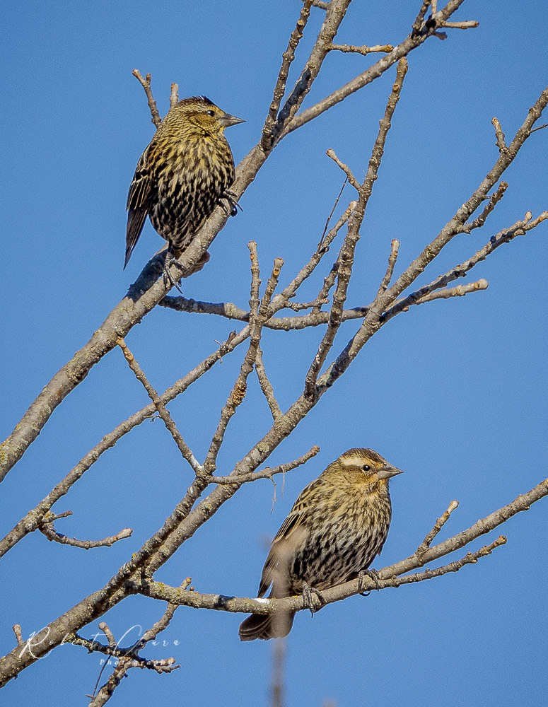 Two Savannah Sparrows