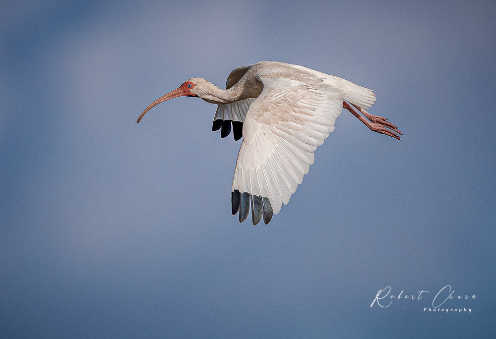 White Ibis