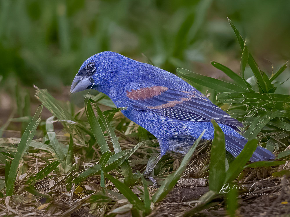 Blue Grosbeak