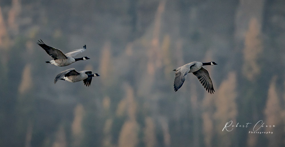 Canada Geese