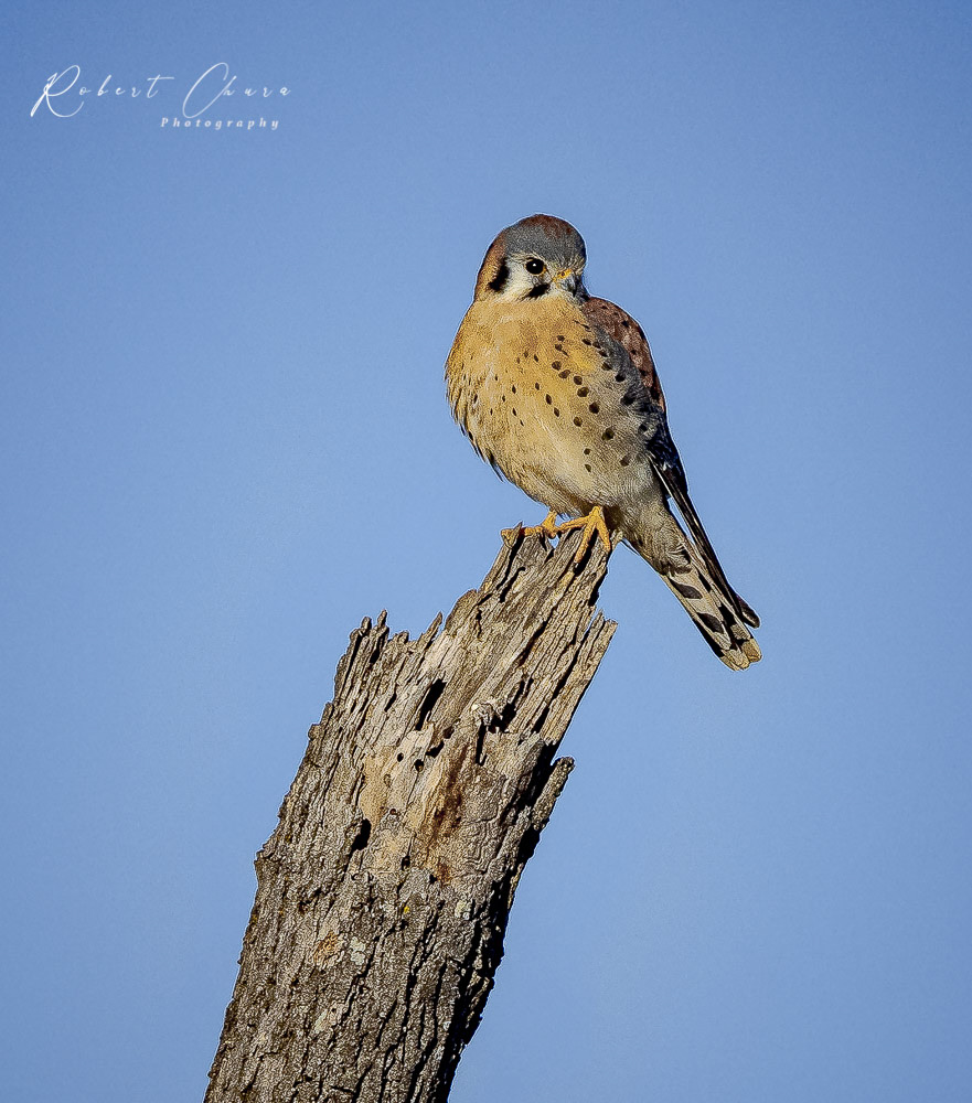 American Kestrel 8727