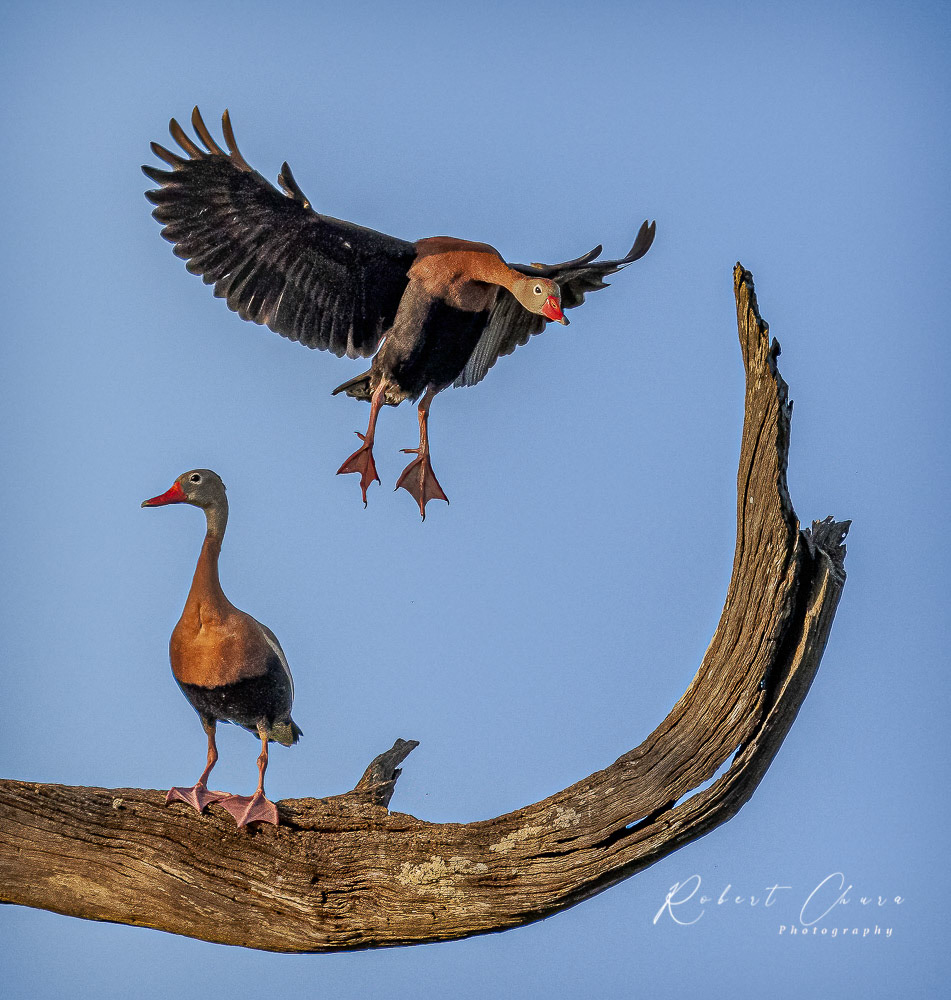Whistling Duck Landing