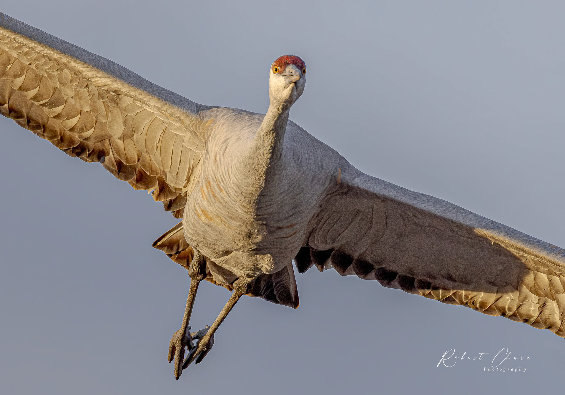 Close Encounter