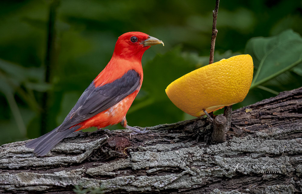Scarlet Tanager Eating Grapefruit