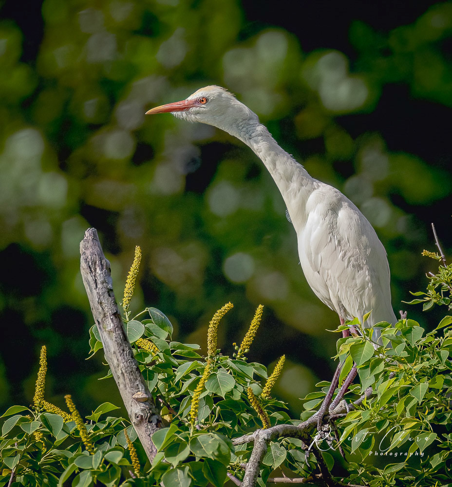 Egret Stare