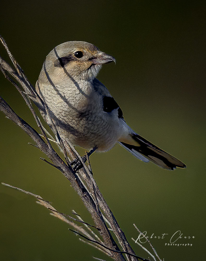 Northern Shrike 3844