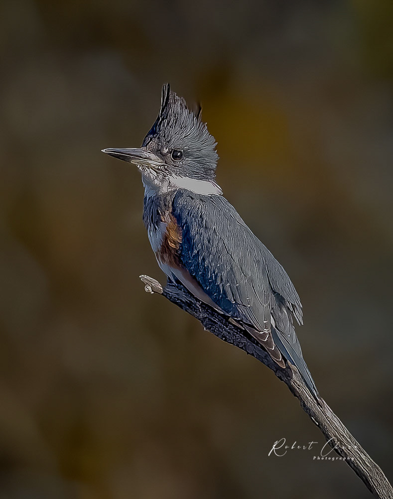 FWNC Kingfisher
