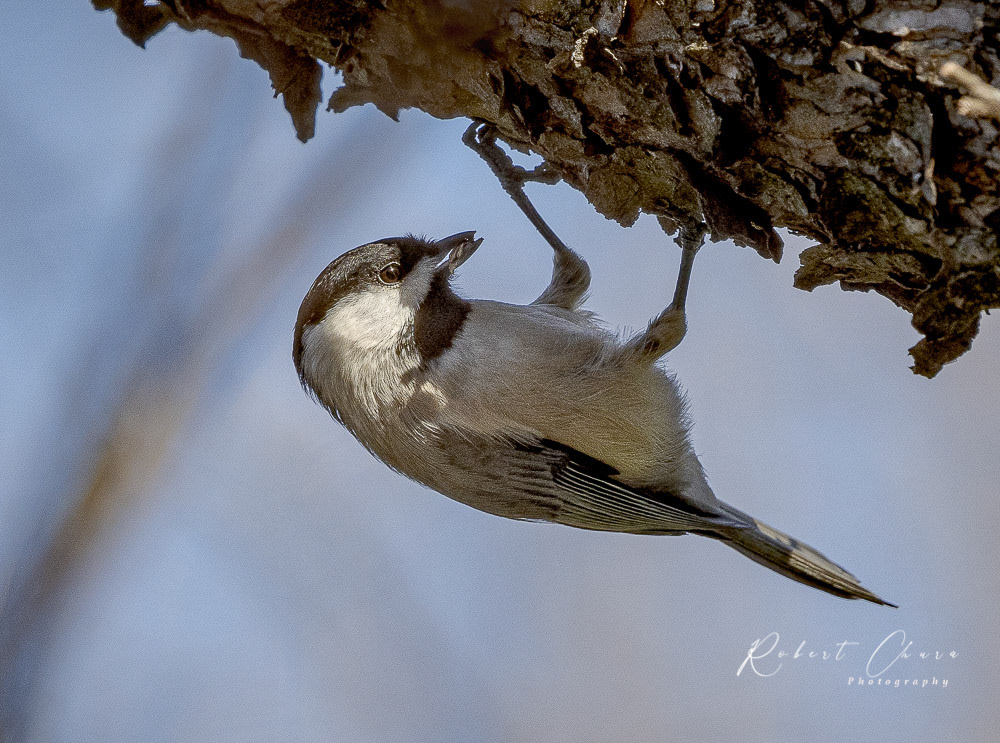 Carolina Chickadee
