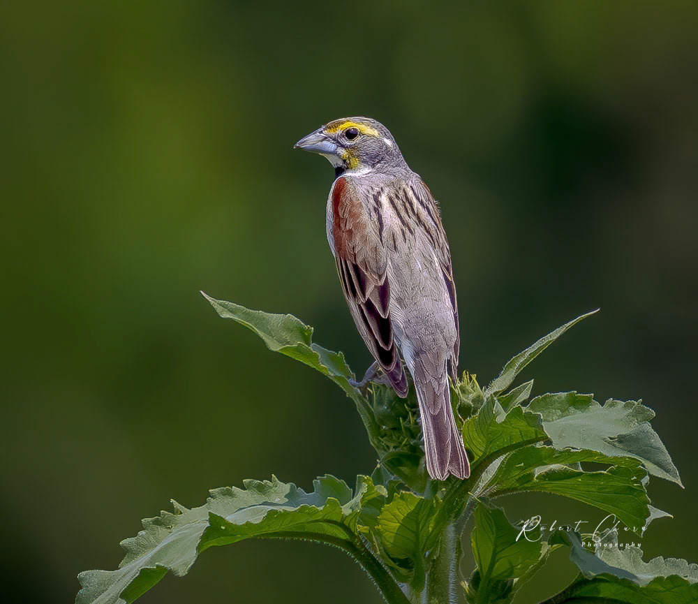 Dickcissel