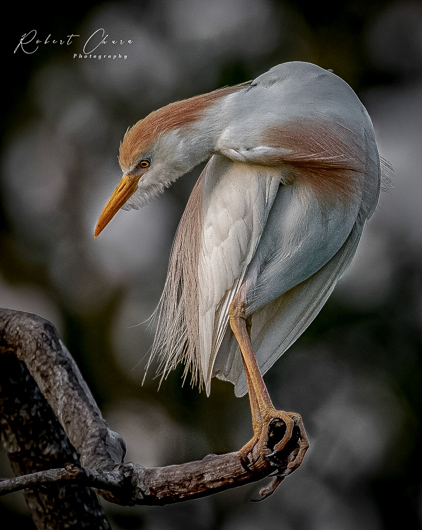 Cattle Egret in a Dramtic Turn