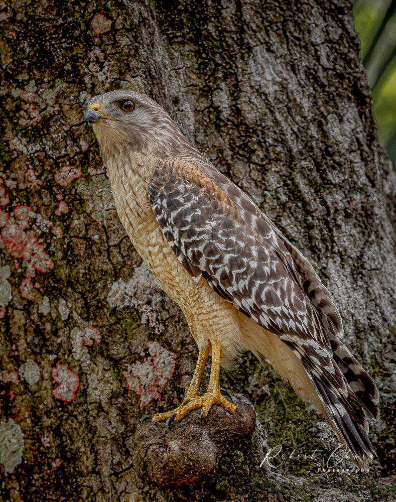Red Shouldered Hawk In a Tree