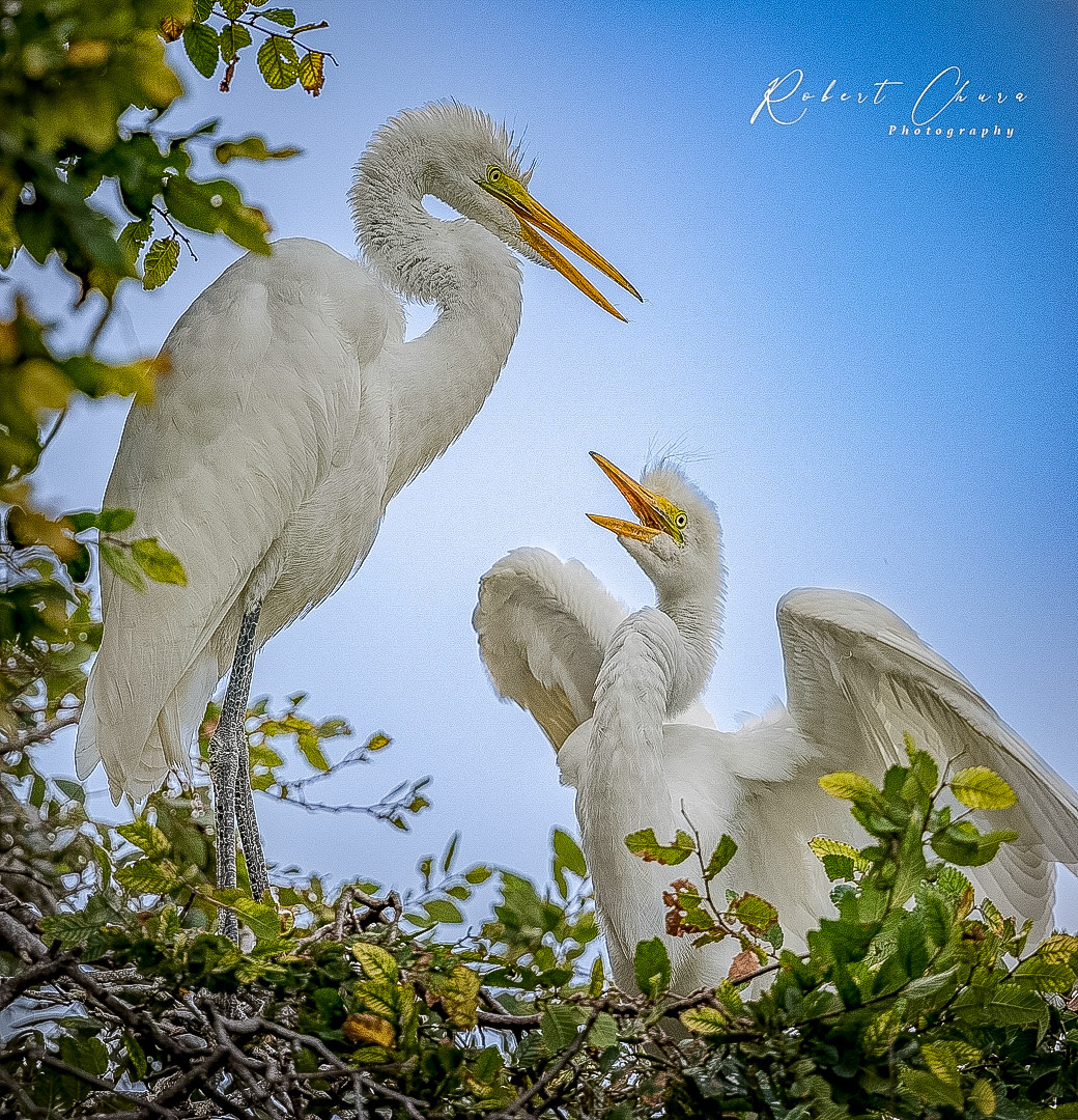 Never Ended Plea for Food