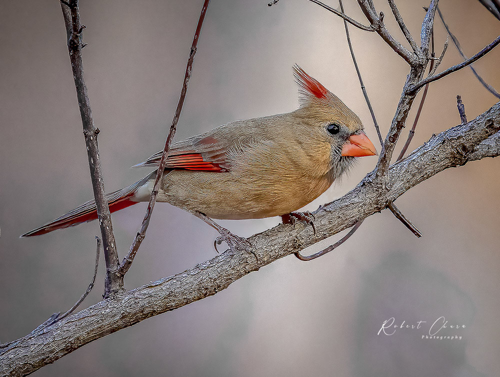Female Cardinal