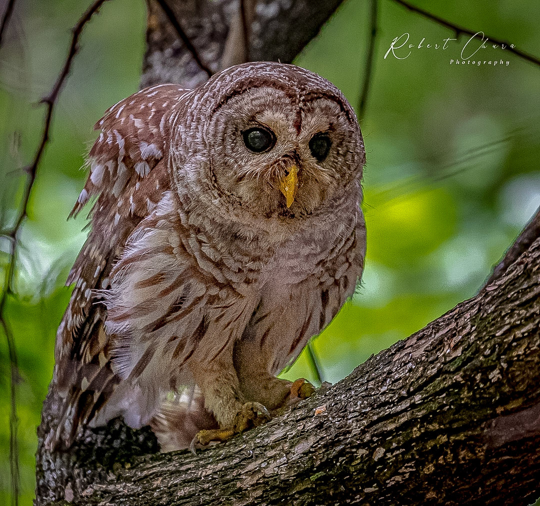 Owl on Perch