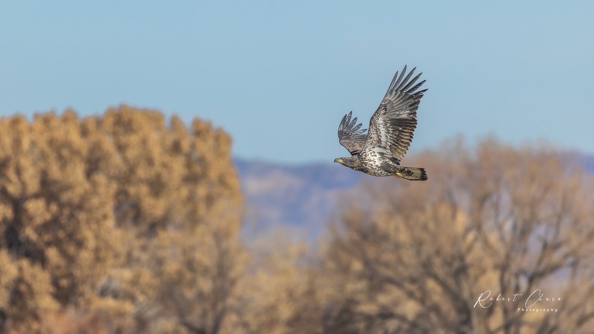 Juvenile Bald Eagle in Flight