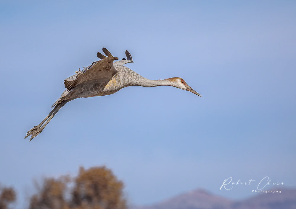 Sandhill Flight
