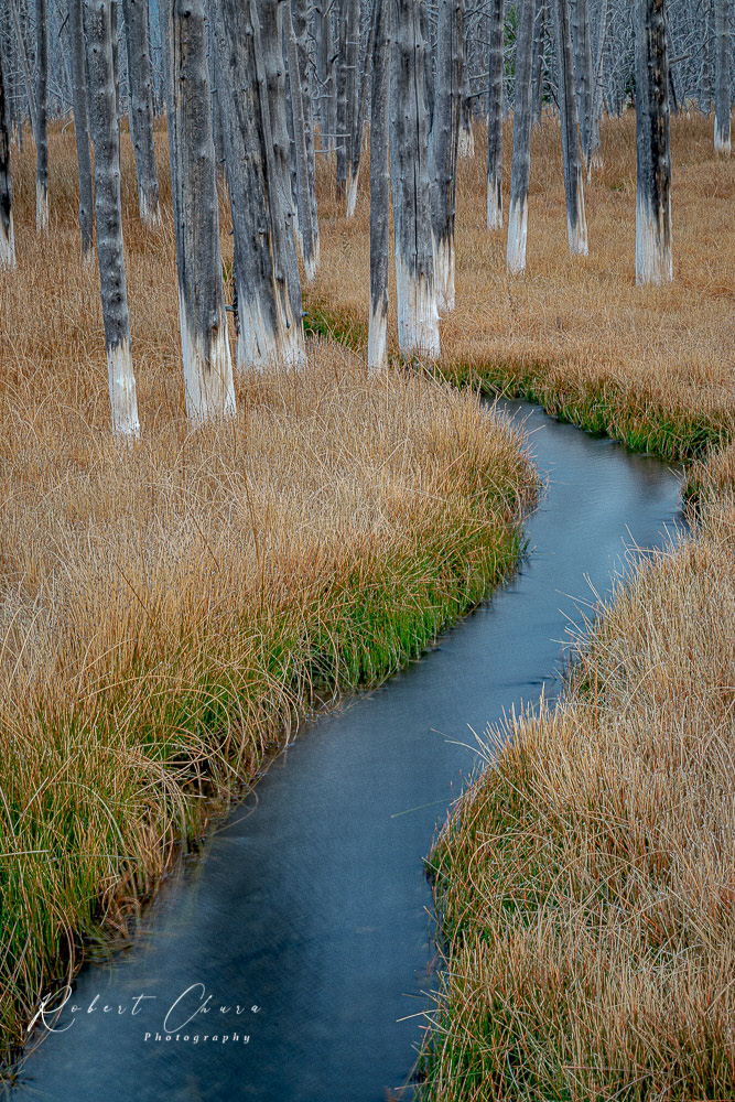 Stream and Trees