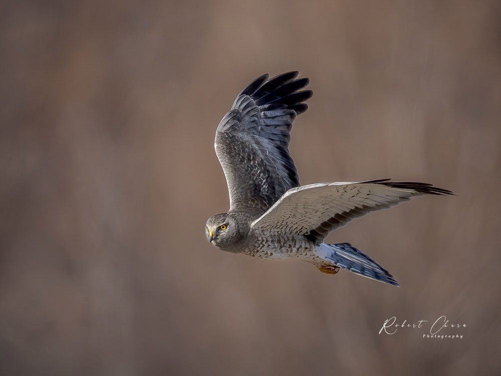 Northern Harrier Flight