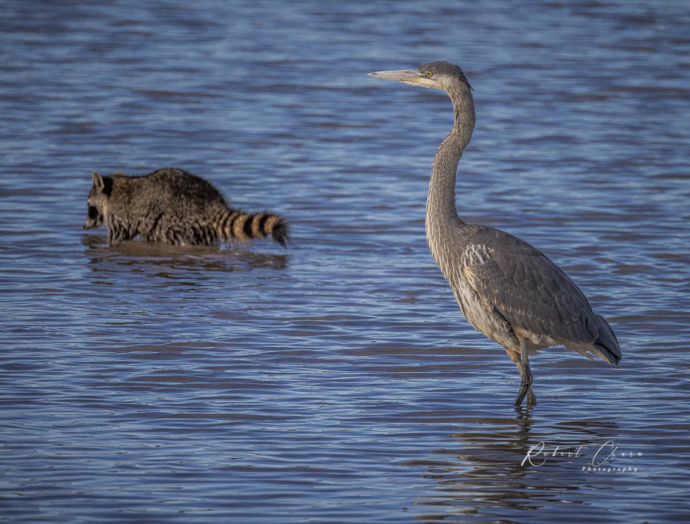 Heron with Racoon