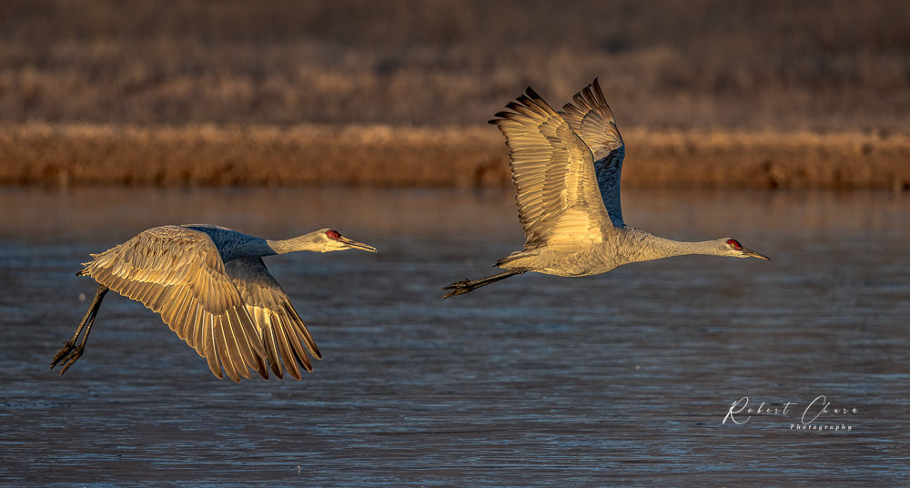Sandhill Cranes Dou