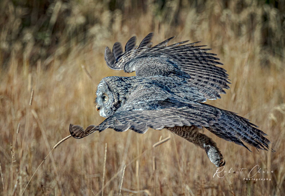 Great Grey Owl in Flight