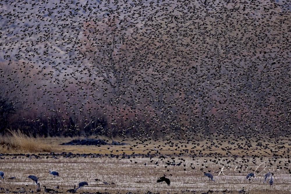 Redwing Blackbirds at Bosque