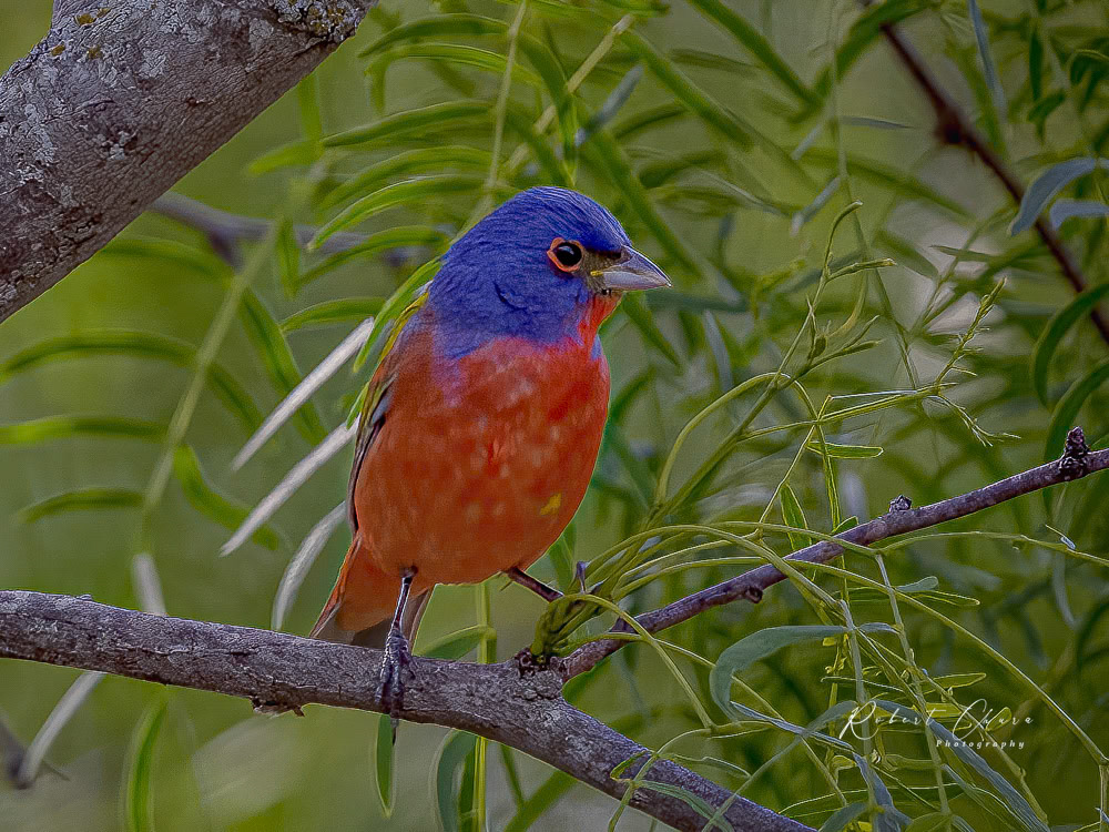 Painted Bunting in Tree