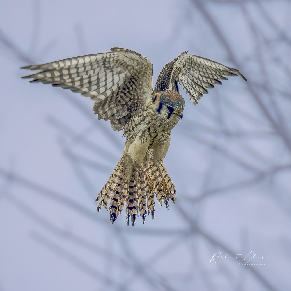 American Kestrel Pounce