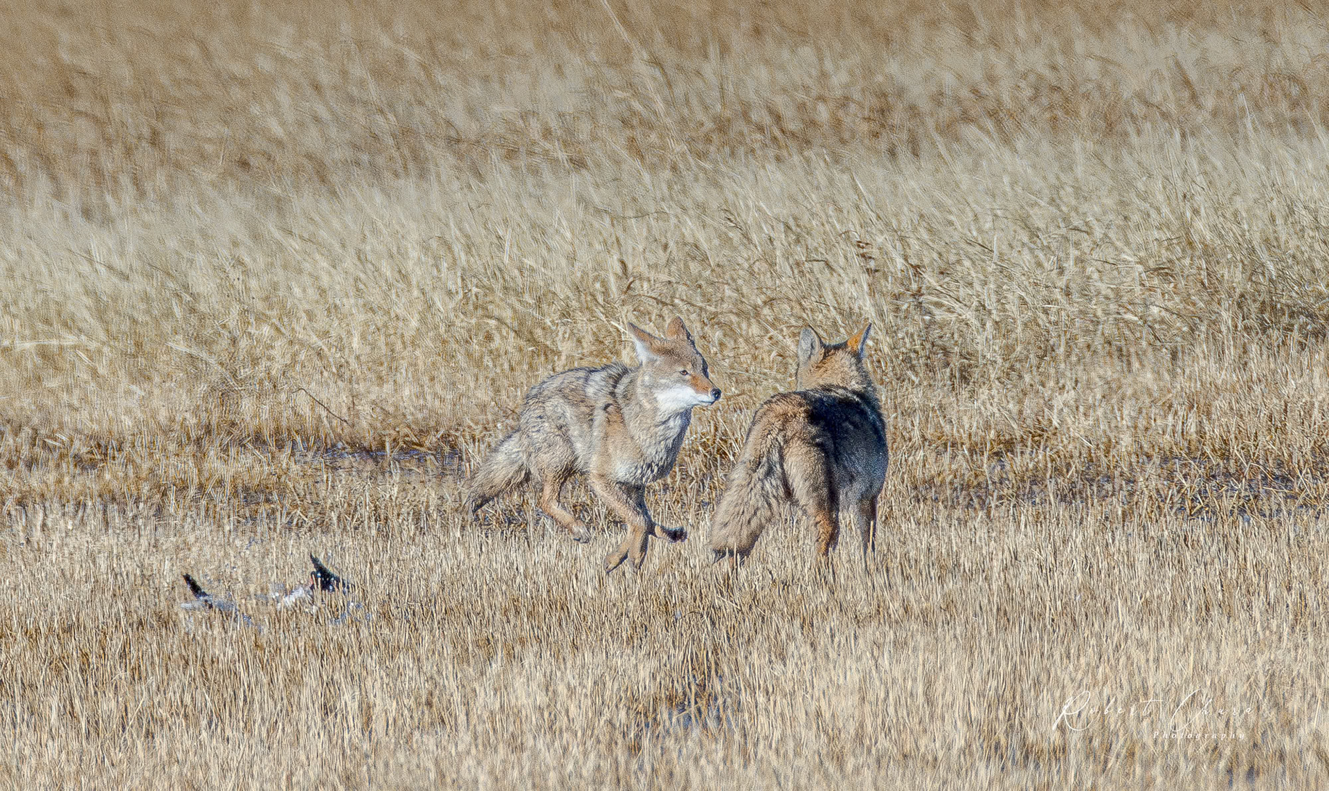 Running Coyote