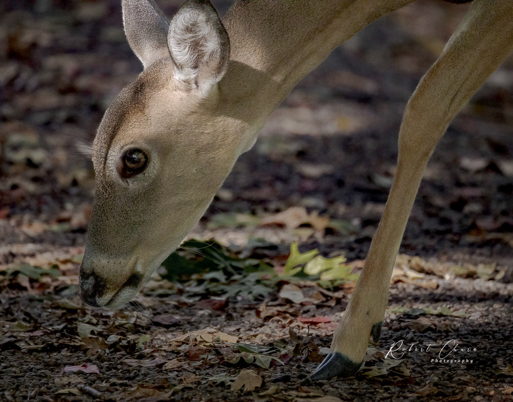 Oh Deer
