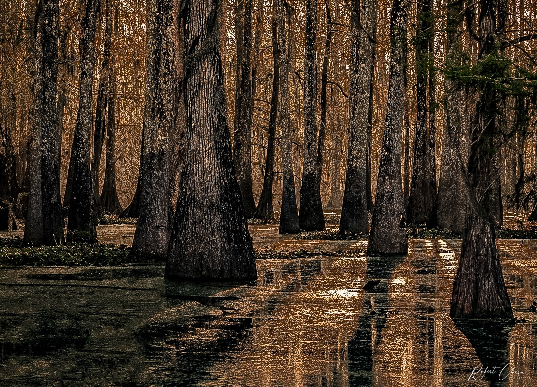 Swamp Sunrise