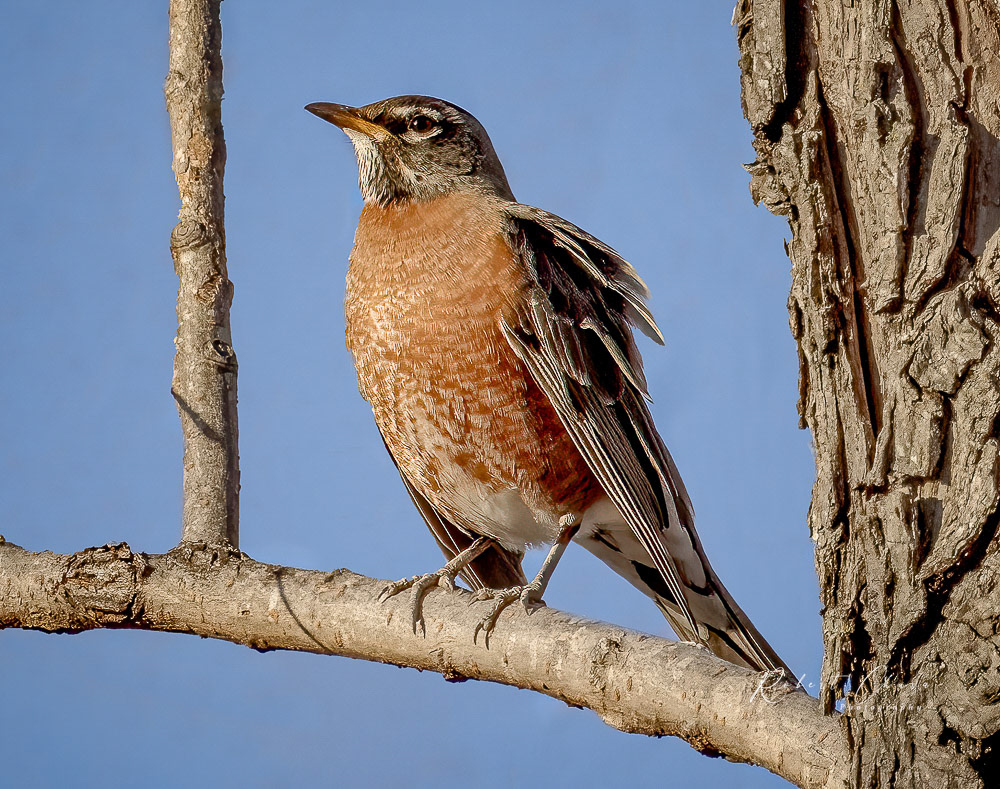 Benbrook Robin