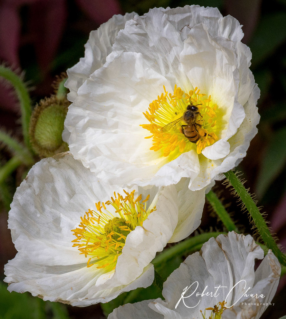 Sliding Bee