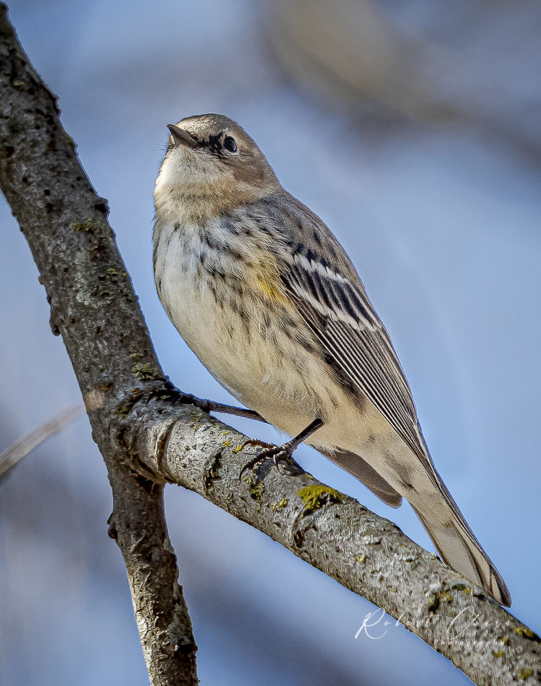 Yellow Rumped Warbler