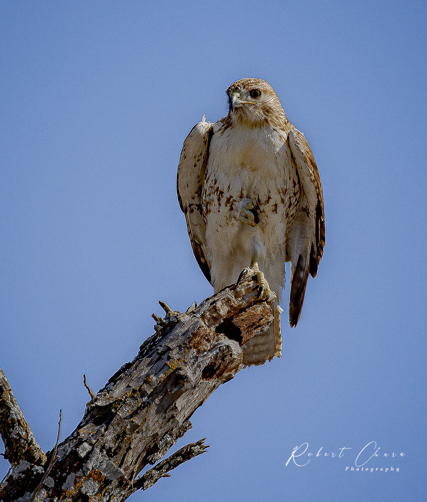 Red-tailed Hawk on Stump
