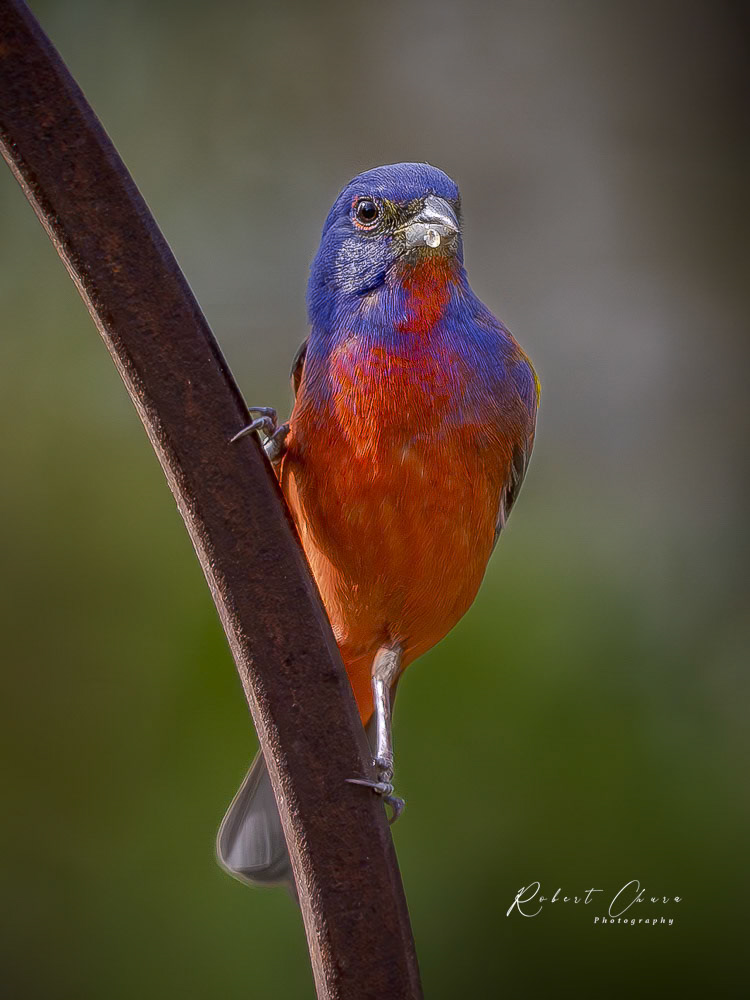 Acton Painted Bunting