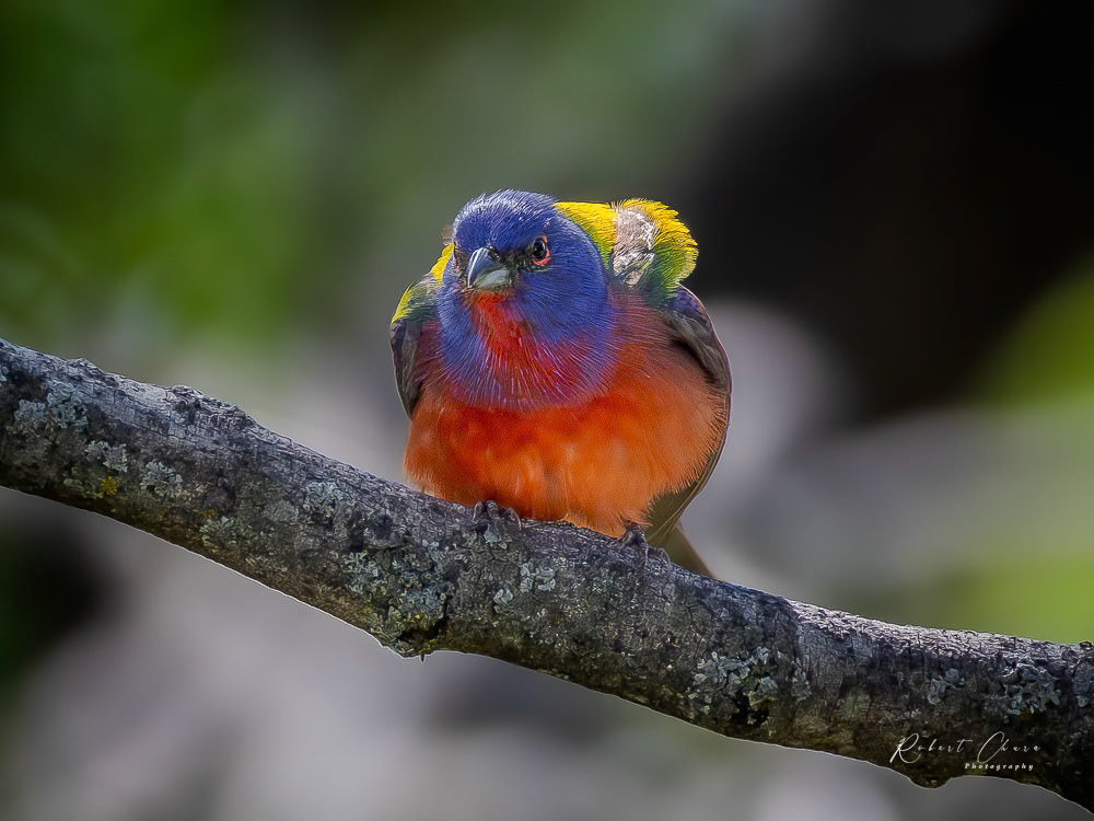 Painted Bunting on the Light