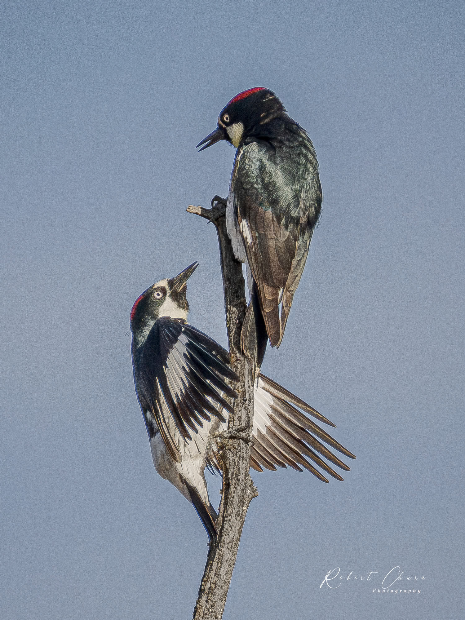 Male and Female Acorn Woodpeckers