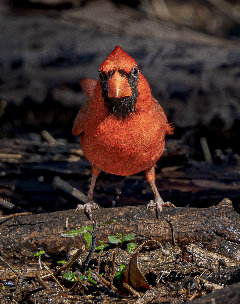 Angry Cardinal